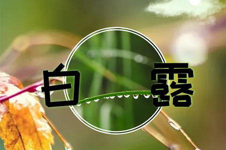 白露 I 秋高气爽，玉露生凉